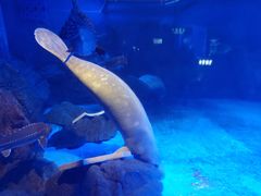 -烟台海昌鲸鲨海洋公园