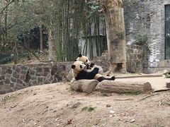 -都江堰中华大熊猫苑