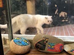 -猫咪博物馆(顶澳仔猫街店)