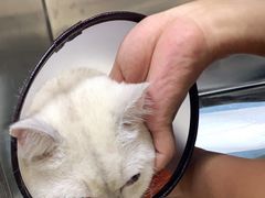 -艾贝尔宠物医院·狂犬免疫点(江山金象城店)
