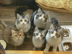 -猫大福·Fortune Cat猫舍(百子湾店)