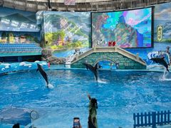 -海合安成都极地海洋公园