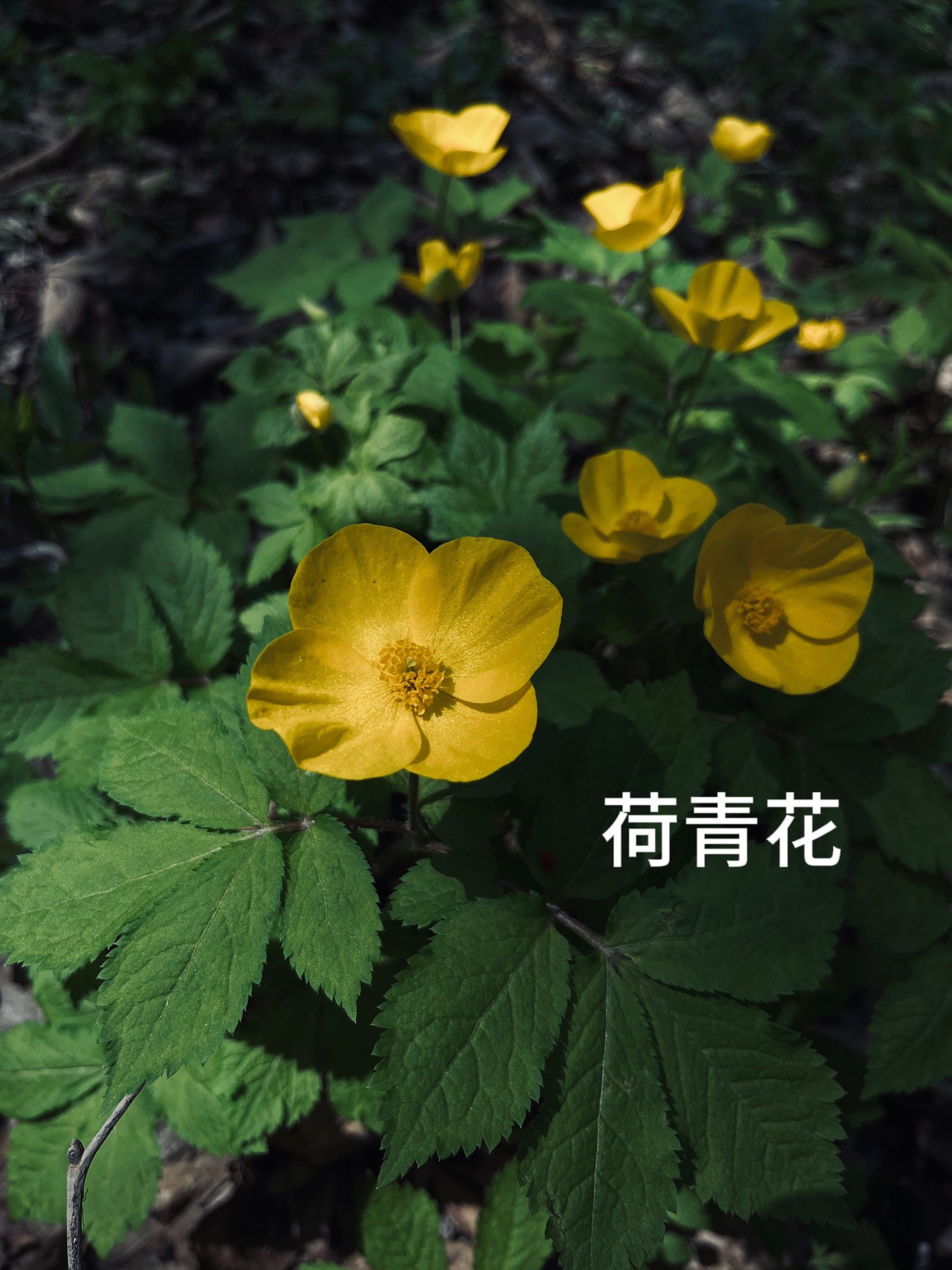 山上的野花