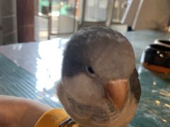 -深圳鸟咖鹦花岛