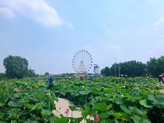 -白洋淀景区
