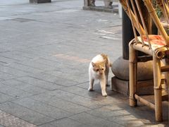 -老地方猫儿面(磁器口店)