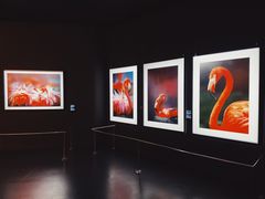 -罗红摄影艺术馆