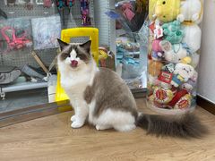 -1013 PET SHOP精品宠物商店(丁香店)