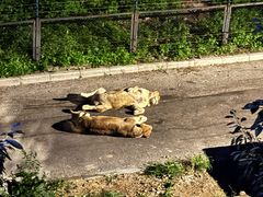 -大连森林动物园