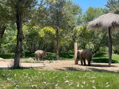 -北京野生动物园