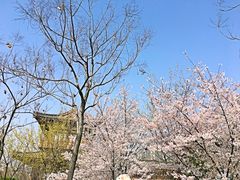 -西安青龙寺遗址景区
