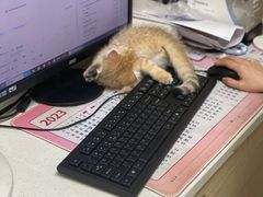 -安安宠医宠物医院·异宠·犬猫内科(岳阳分院)