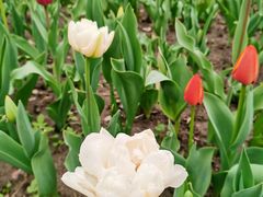 -大宁郁金香公园-停车场