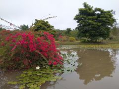 -中国科学院西双版纳热带植物园