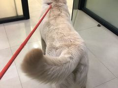 -艾贝尔宠物诊疗