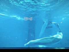 -海合安成都极地海洋公园