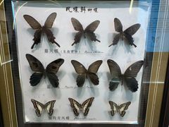 -蝴蝶泉公园