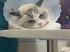 -中农国际动物医院24小时·猫科·骨科·急重症中心