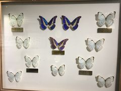 -上海昆虫博物馆