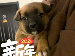 -中农国际动物医院24小时·猫科·骨科·急重症中心