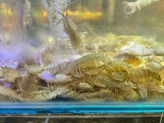 -四海蒸鲜蒸汽海鲜自助(北戴河店)