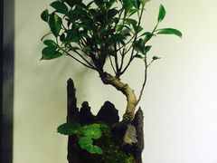 -植觉