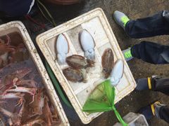 iphone_upload_pic-鸿港海鲜批发市场