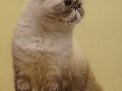 -猫色咖啡·猫咖