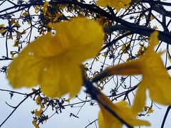 -天适樱花悠乐园