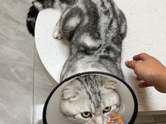 -德元·美联众合24小时动物医院(总院)