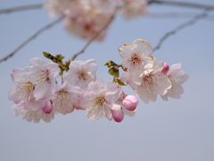 -上海辰山植物园
