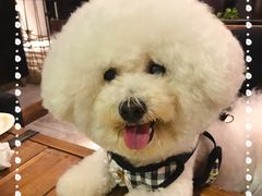 -百好乐宠物友好餐厅(朝外大街店)