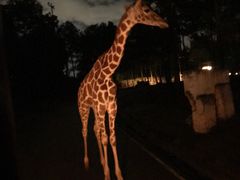 景点-清迈夜间动物园