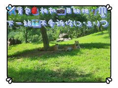 -沈阳森林动物园