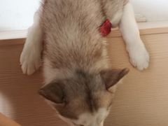 -Husky Go! 哈士奇体验馆·宠物咖啡厅狗咖
