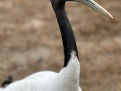-盐城丹顶鹤湿地生态旅游区