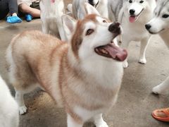 -TrueLove @ Neverland (Husky Cafe)
