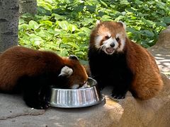 -北京野生动物园