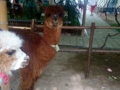 -万源龙顺度假庄园生态观光园