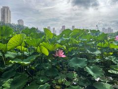 -前关湿地公园