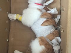 -佳怡动物医院·平价24小时·猫专科骨外科