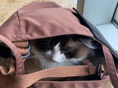 -Catmate·猫肥家润(金润铂宫店)