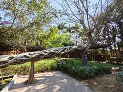 -瑞丽独树成林风景区