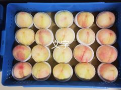 -老袁家蜜桃农场·阳山水蜜桃