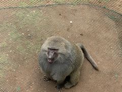 -西霞口神雕山野生动物世界