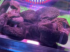 -洪记白水羊头(天坛店)