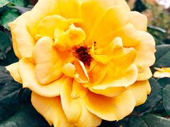 -人民公园(罗湖区)