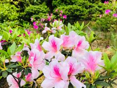 -南山植物园