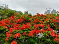 -燕晗山郊野公园
