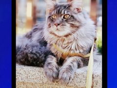 -十年猫舍·猫咪专门店(普陀店)